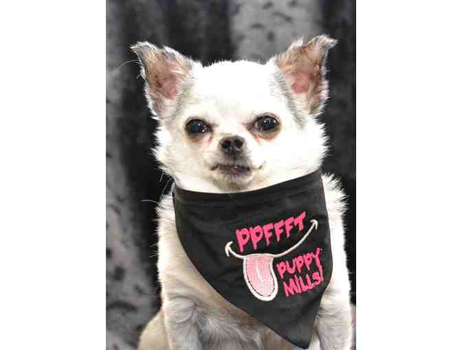 Teddy's PPFFT Puppy Mills Bandana (from our personal collection)