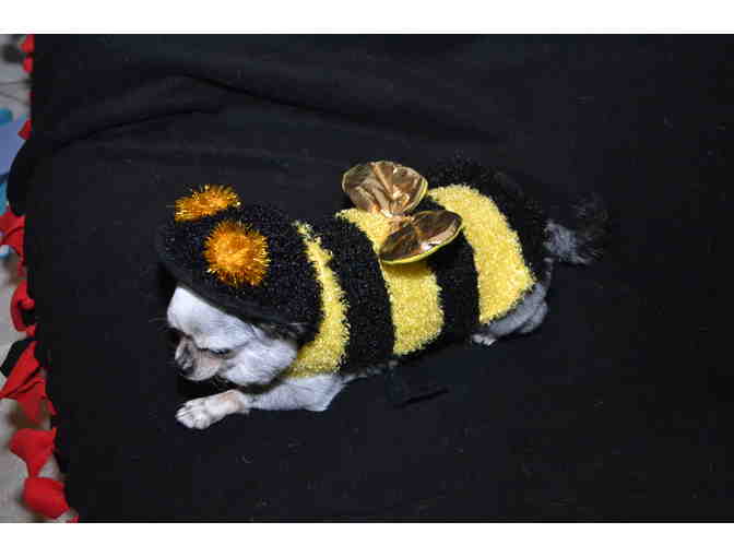 Teddy's Bumble Bee Costume - Teddy's Personal Collection