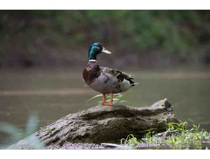 Private Nature Photography Lesson with Tom BOONE Thomson