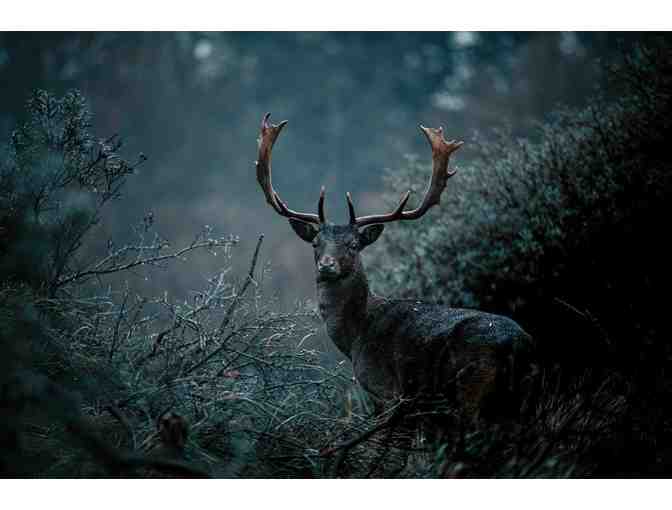 Big Game Safari- New Zealand