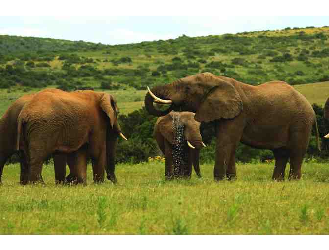 Big Game Safari- South Africa