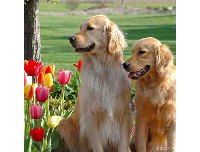 $100 in Grooming Services from Lucky Dog Pet Salon #2 - Photo 1