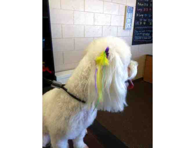 $100 in Grooming Services from Lucky Dog Pet Salon #2 - Photo 3