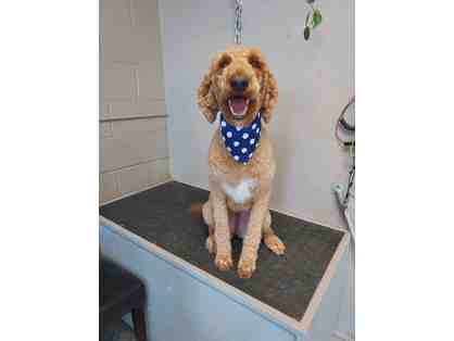 $25 Gift Certificate to The Grooming Pawlor