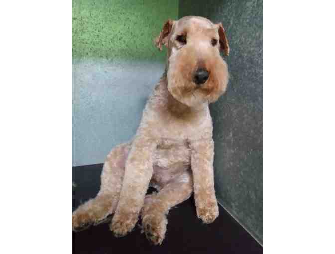 $45 Gift Certificate to Amanda's Classy Clips - Photo 3