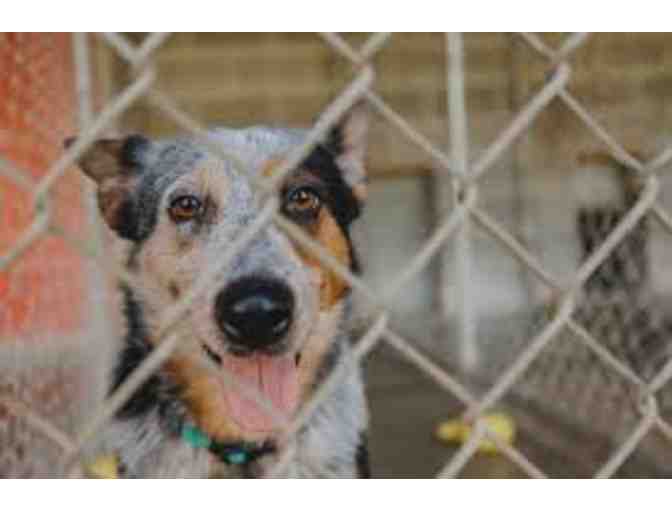 One Week of Dog Boarding from Valley View Ranch and Kennels