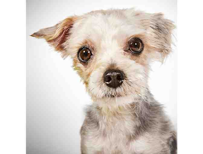 Portrait of your Pet by RICHARD PHIBBS - Fashion and Fine Art Photographer