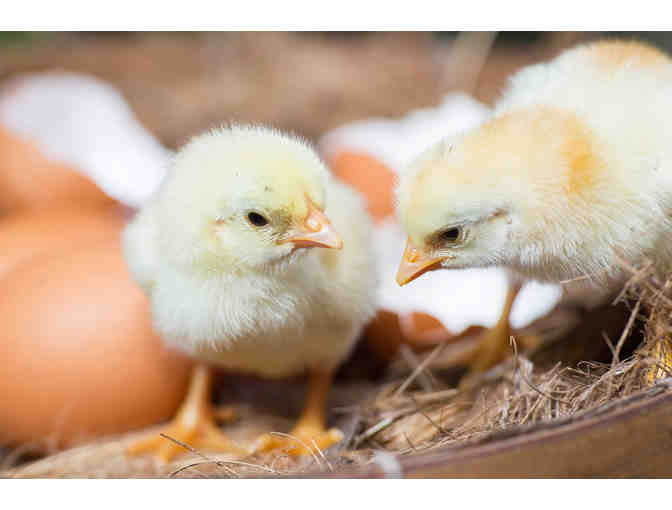 1 Flat of X-Large Eggs from Peterson's Upland Farm Wahiawa