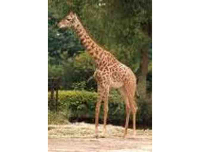 Giraffe Feeding Experience at The Memphis Zoo