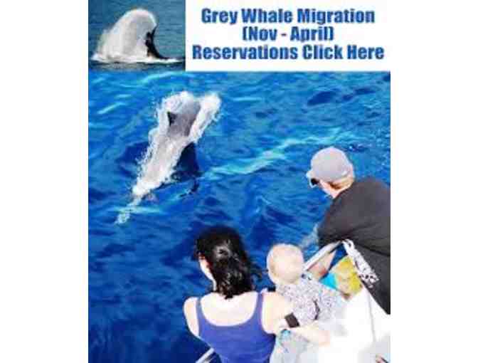 Whale Watching Passes for 2 in beautiful Newport Beach, CA