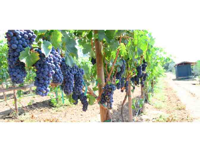 Two Wine Flights in the tasting room at Bernardo Vineyard