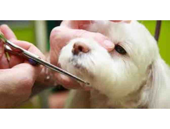 Pamper your pooch with a Signature Spa Treatment from Healthy Spot