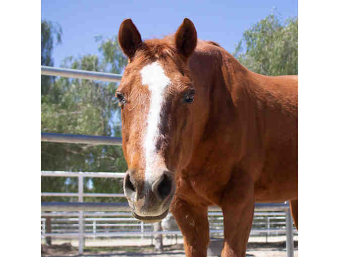 Family Pass for up to 5 guests to ANY Gentle Barn location