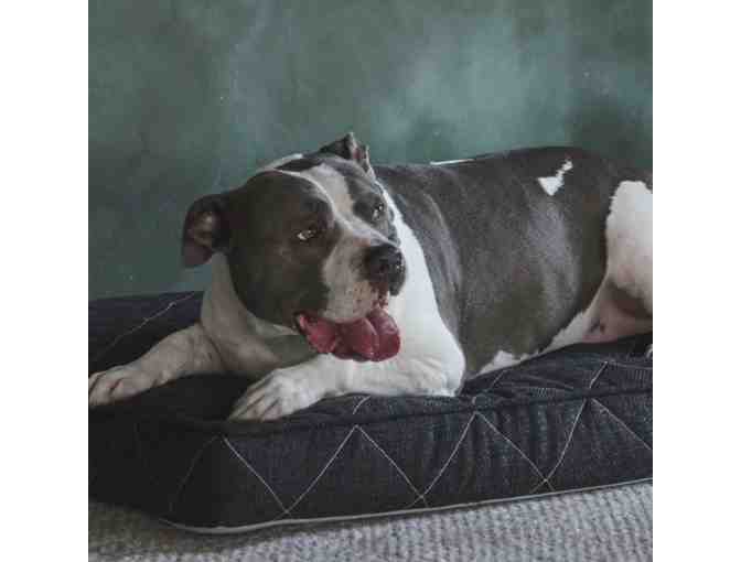 Runyon Orthopedic Gel Memory Foam Pet Bed by Brentwood Home