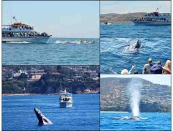 Whale Watching Passes for 4 in beautiful Newport Beach, CA - Photo 2