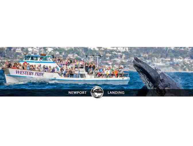 Whale Watching Passes for 4 in beautiful Newport Beach, CA - Photo 3