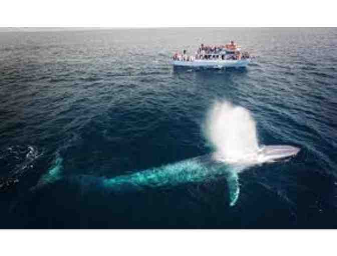Whale Watching Passes for 4 in beautiful Newport Beach, CA - Photo 5
