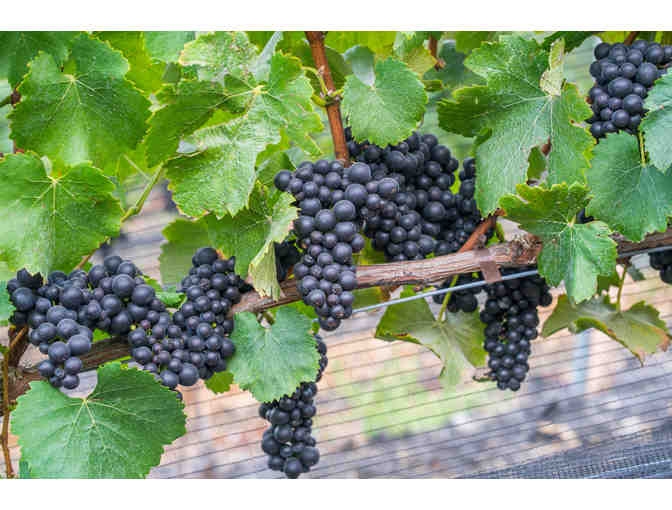 Tasting Experience for 4 at Los Olivos Tasting Room