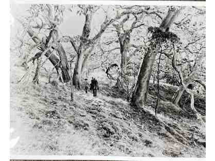 Holualoa Mtn ranger cabin apple orchard photographic print (copy) - unframed