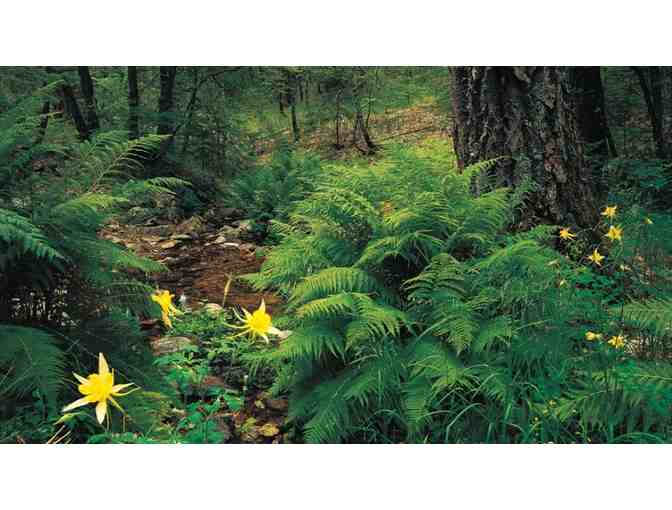 Guided hike up the Green Mountain and Maverick Spring Trails with Eb Eberlein (1 of 8)