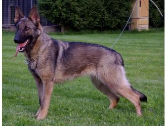 Female German Shepherd Puppy