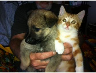 Female German Shepherd Puppy