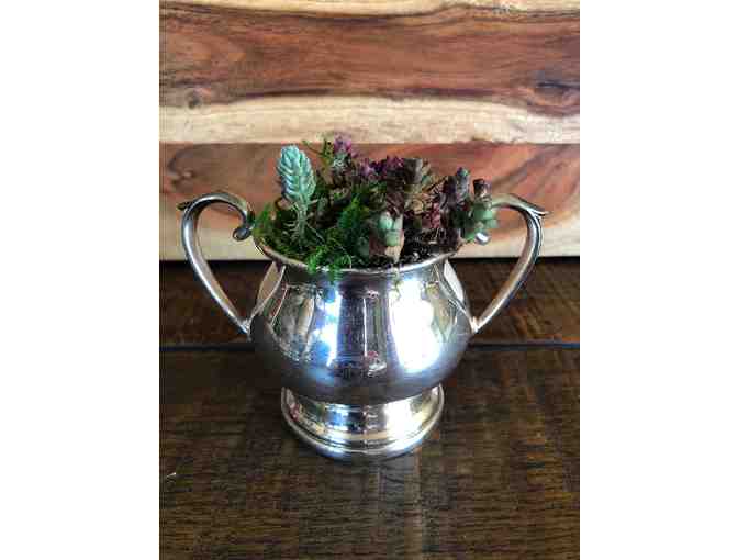 Sheffield Silver Sugar Bowl with Succulents