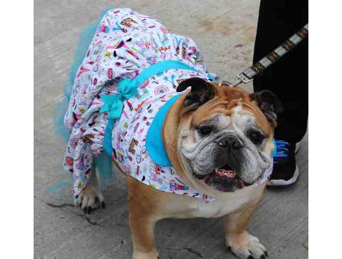 Custom Dress for your Dog - House of Henri Designs