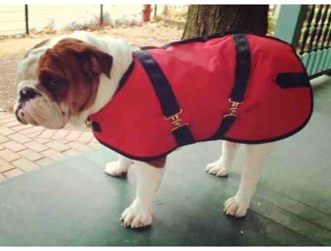 Foggy Mountain Bulldog coat