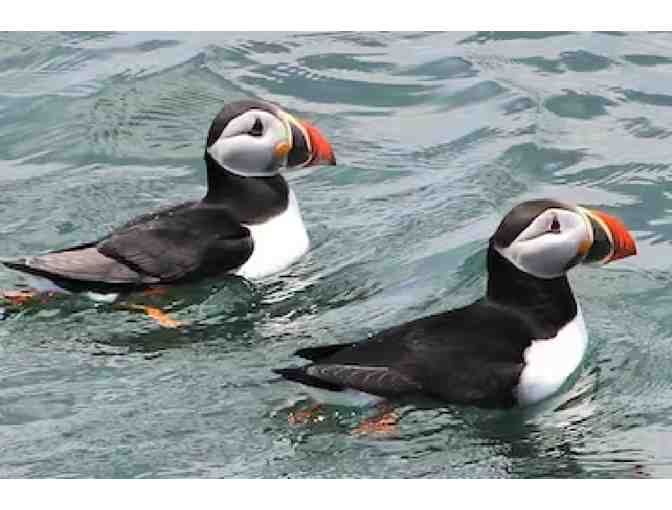 Puffin and Lighthouse Cruise with Bar Harbor Whale Watch - 2 Tickets