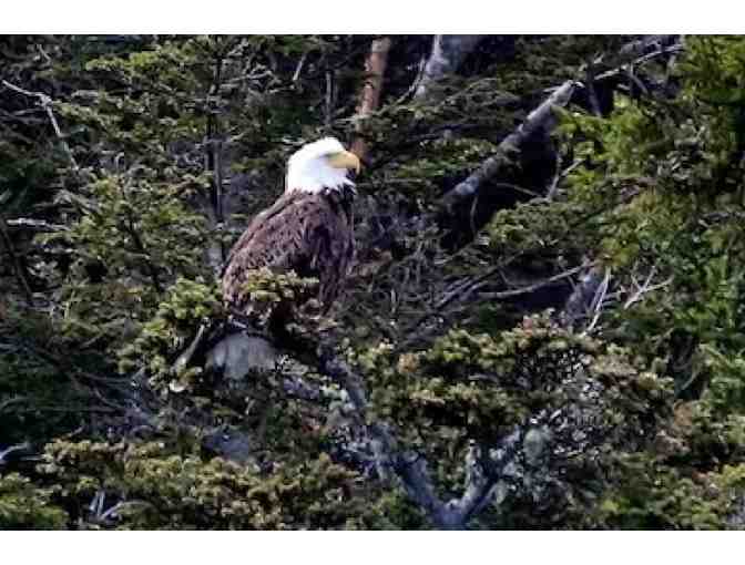 Puffin and Lighthouse Cruise with Bar Harbor Whale Watch - 2 Tickets