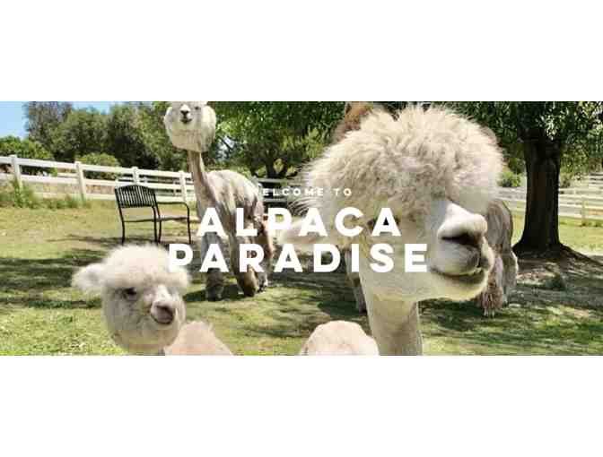Alpaca Paradise Farm Tour for 6 - Photo 1