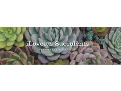 iLovetus Succulents