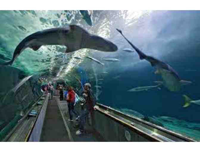 Aquarium of the Bay