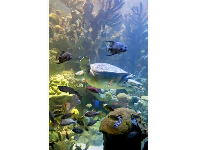 New England Aquarium Behind-the-Scenes Tour for 4 with Mason-Rice Dad Jeremy Brodt!