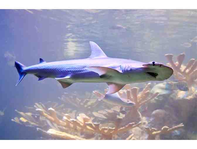 New England Aquarium Behind-the-Scenes Tour for 4 with Mason-Rice Dad Jeremy Brodt!