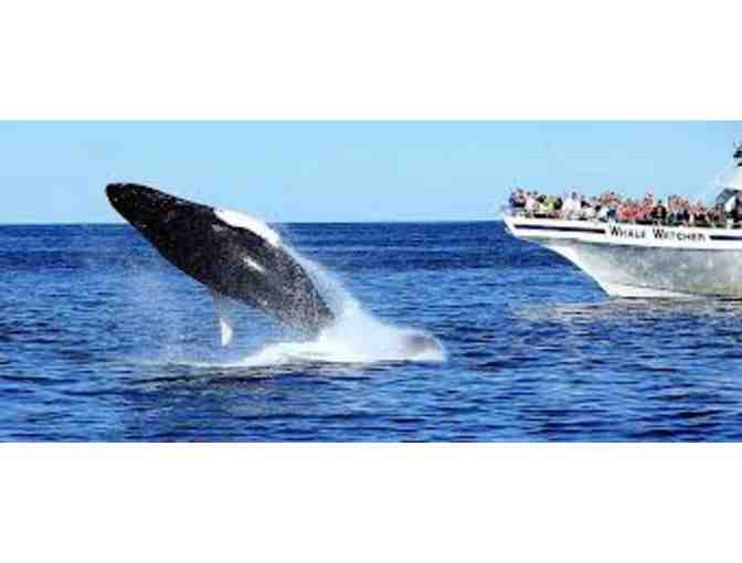 Hyannis Whale Watcher Cruises - Two Adult Whale Watch Fares