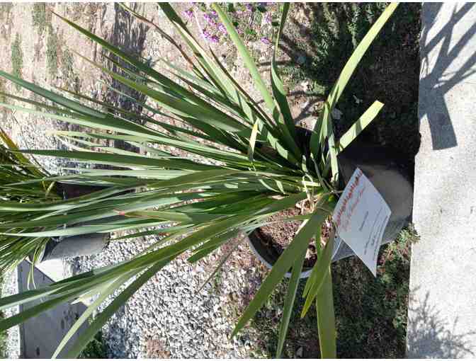 White African Iris