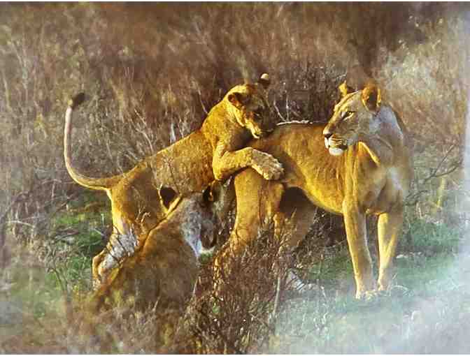 Lioness and Cubs playing - Photo 1
