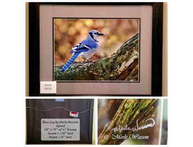 Blue Jay at Rest -- original photography by Merle Wasson