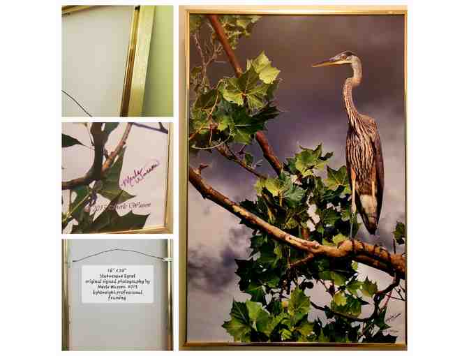 Black-Crowned Heron on Branch -- by Nature Photographer, Merle Wasson