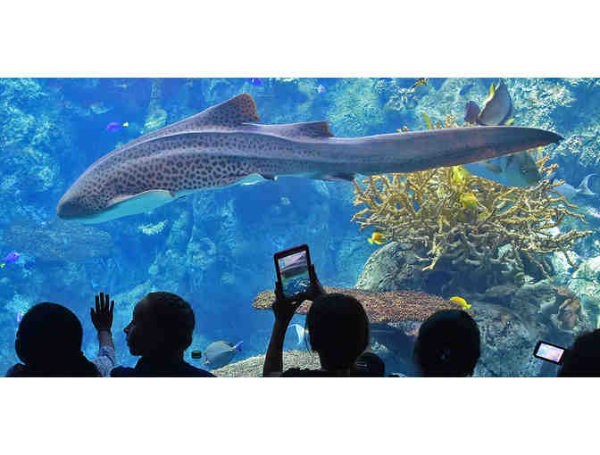 Aquarium Family Bundle: Aquarium Tickets, Top Tier Treats Gift Card, & Underwater Camera - Photo 2