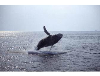 Two Whale Watch Tickets from Boston Harbor Cruises