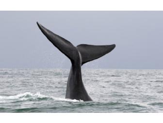 Two Whale Watch Tickets from Boston Harbor Cruises