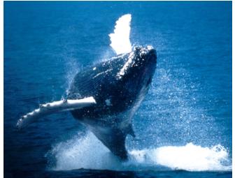 Two Whale Watch Tickets from Boston Harbor Cruises