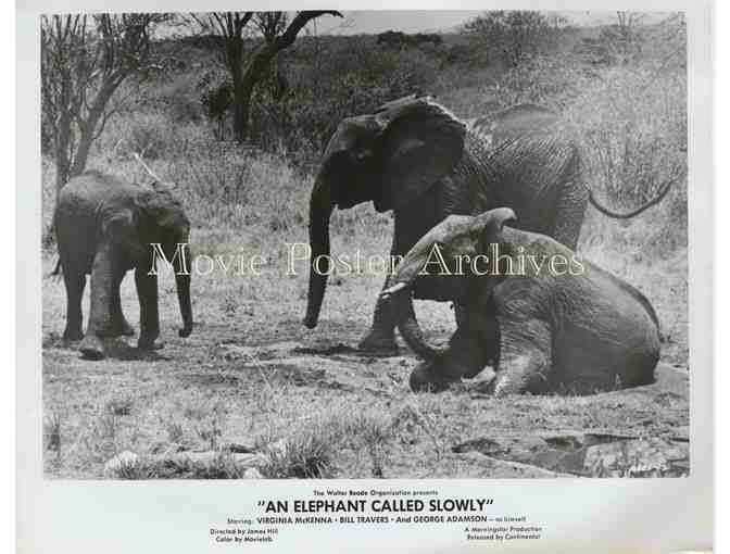 ELEPHANT CALLED SLOWLY, 1969, movie stills, Virginia McKenna, Bill Travers.