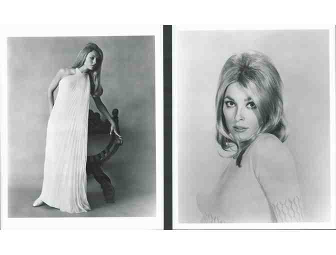 SHARON TATE, group of classic celebrity portraits, stills or photos
