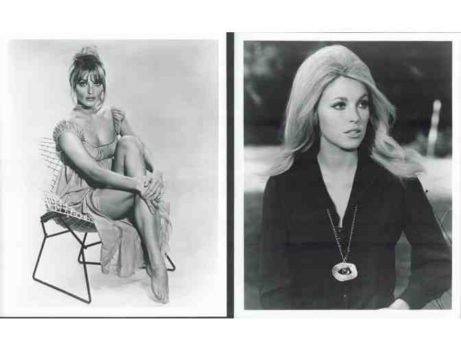 SHARON TATE, group of classic celebrity portraits, stills or photos