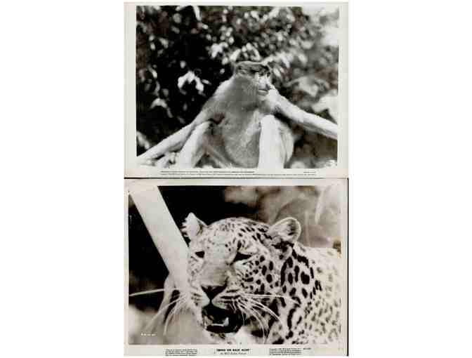BRING EM BACK ALIVE, 1932, movie stills, Frank Buck Malayan nature documentary