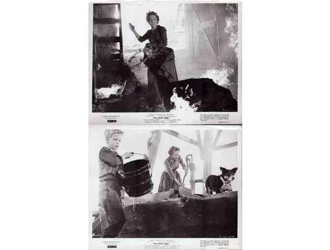 PROUD REBEL, 1958, movie stills, Alan Ladd, Olivia de Havilland